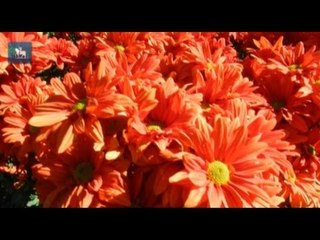 Cidade das rosas