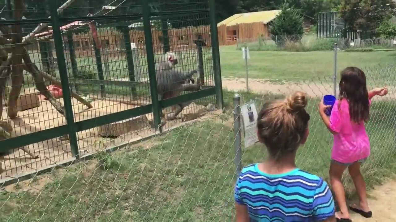 Une petite fille reçoit du caca de singe dans un zoo