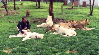 Un tigre empêche un léopard d'attaquer un homme