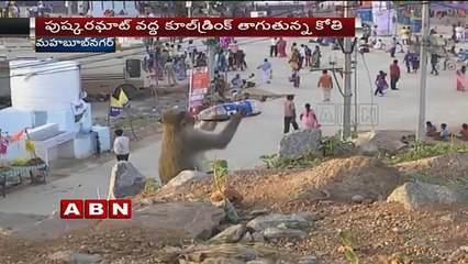 Exclusive Visuals - Monkey Drinking Thums up - Krishna Pushkaralu - Telangana
