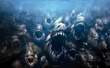 piranha attacks caught on tape - Most Amazing Wild Animal Attacks