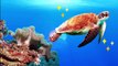 Sea Animals Peekaboo - Sea Animal Hide and Seek Learn Ocean Animal Names For Kids Compilation Video