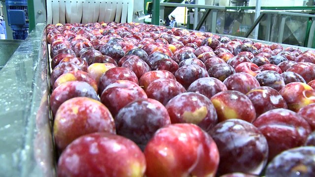 Fruta extremeña, para el mercado chino