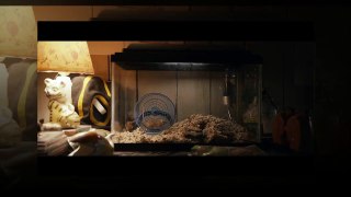 Split Official Trailer 1 ( 2017) january, James McAvoy, M Night Shyamalan Movie