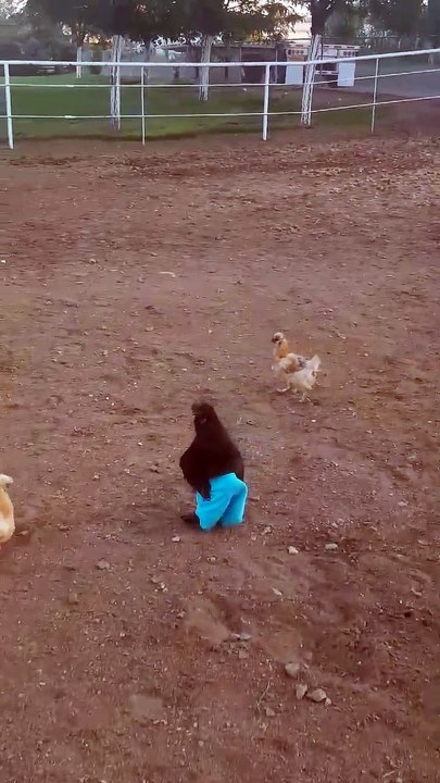 Un coq avec un pantalon