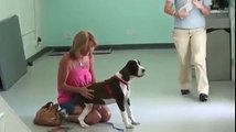 Il Suo Cane Torna A Camminare Dopo 3 Mesi: La Reazione Della Donna è Da Lacrime