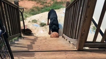 Cute Rottweiler Brings His Basketball Everywhere