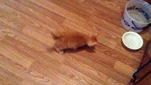 Funny Kitten Chases Her Shadow