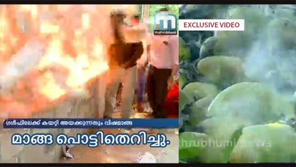 Cases of exploding mangoes