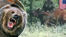 Un grizzly dévore une vache au Wyoming