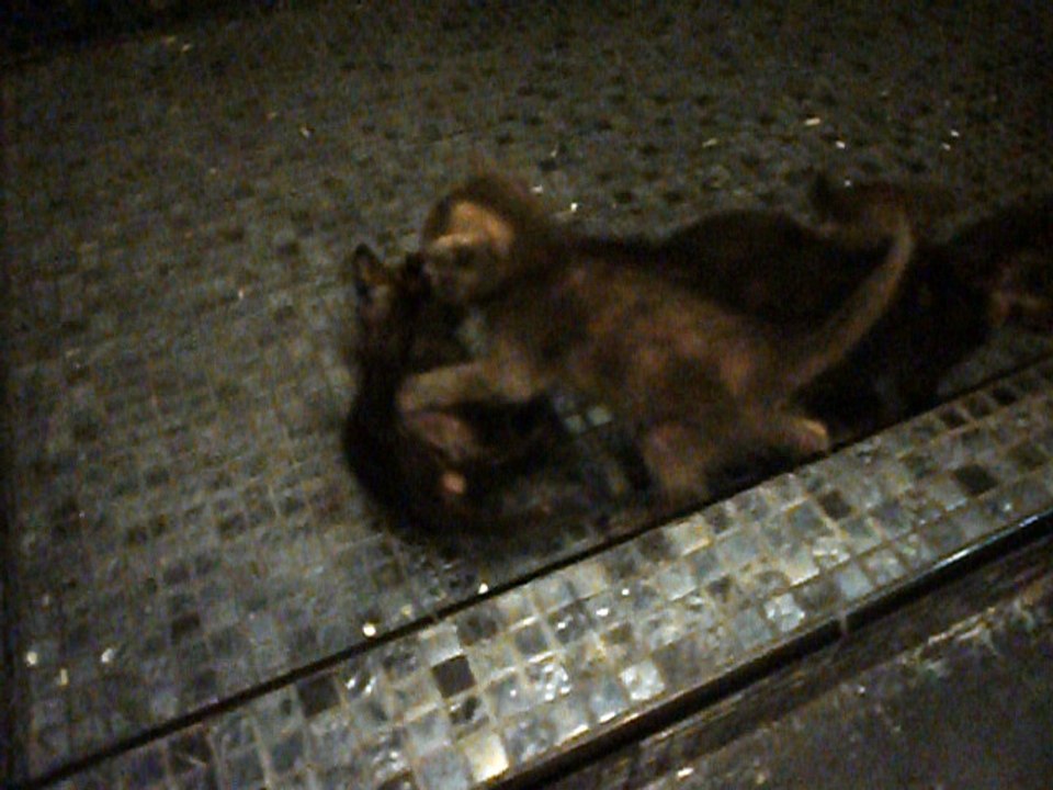 Chatons de S.C. mi août 2016 vidéo n° 1