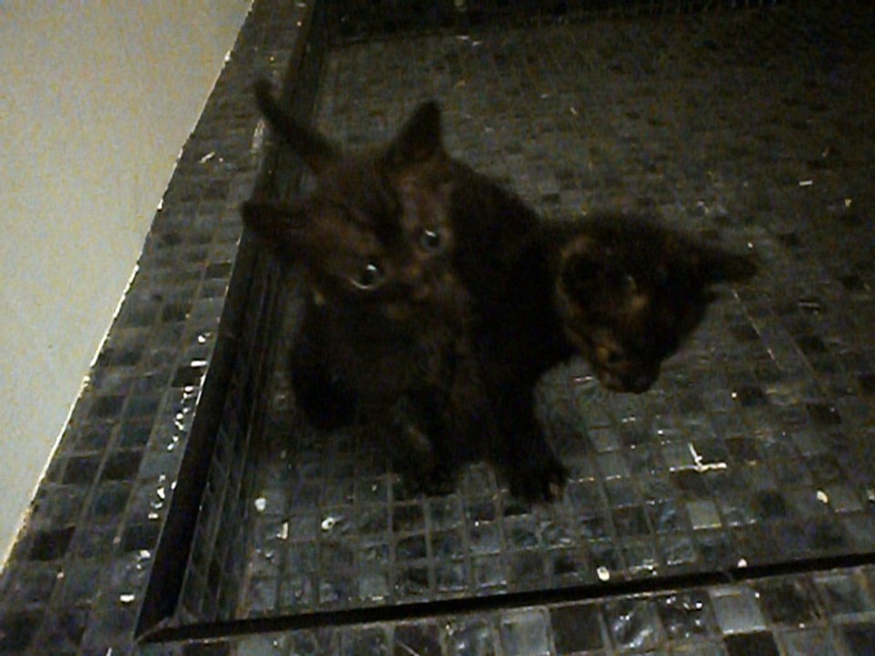 Chatons de S.C. mi-août 2016 vidéo n° 3