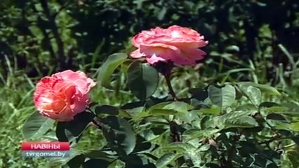 Погода с 25 по 31 июля