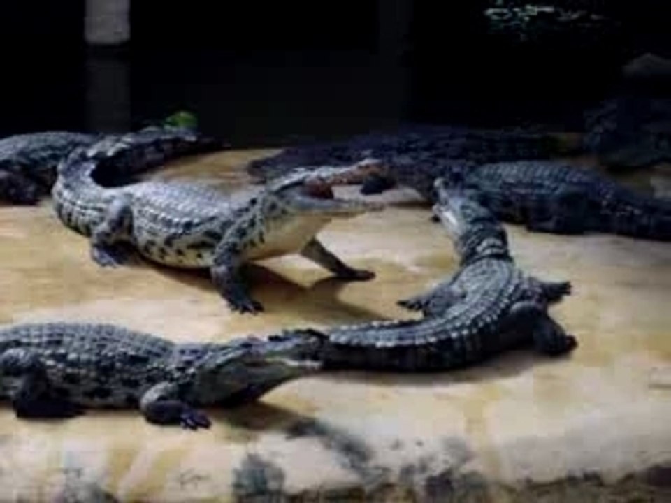 alligator bay