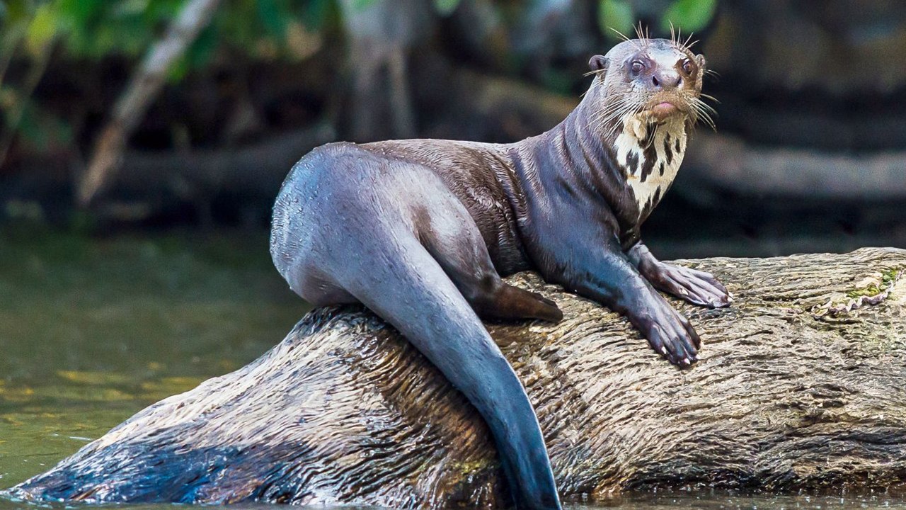 10 Astounding Amazon Rainforest Animals