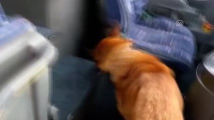 Yolcu Otobüsünde 53 Kilo Eroin Ele Geçirildi