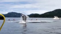 Les sauts d'une baleine au milieu des kayaks