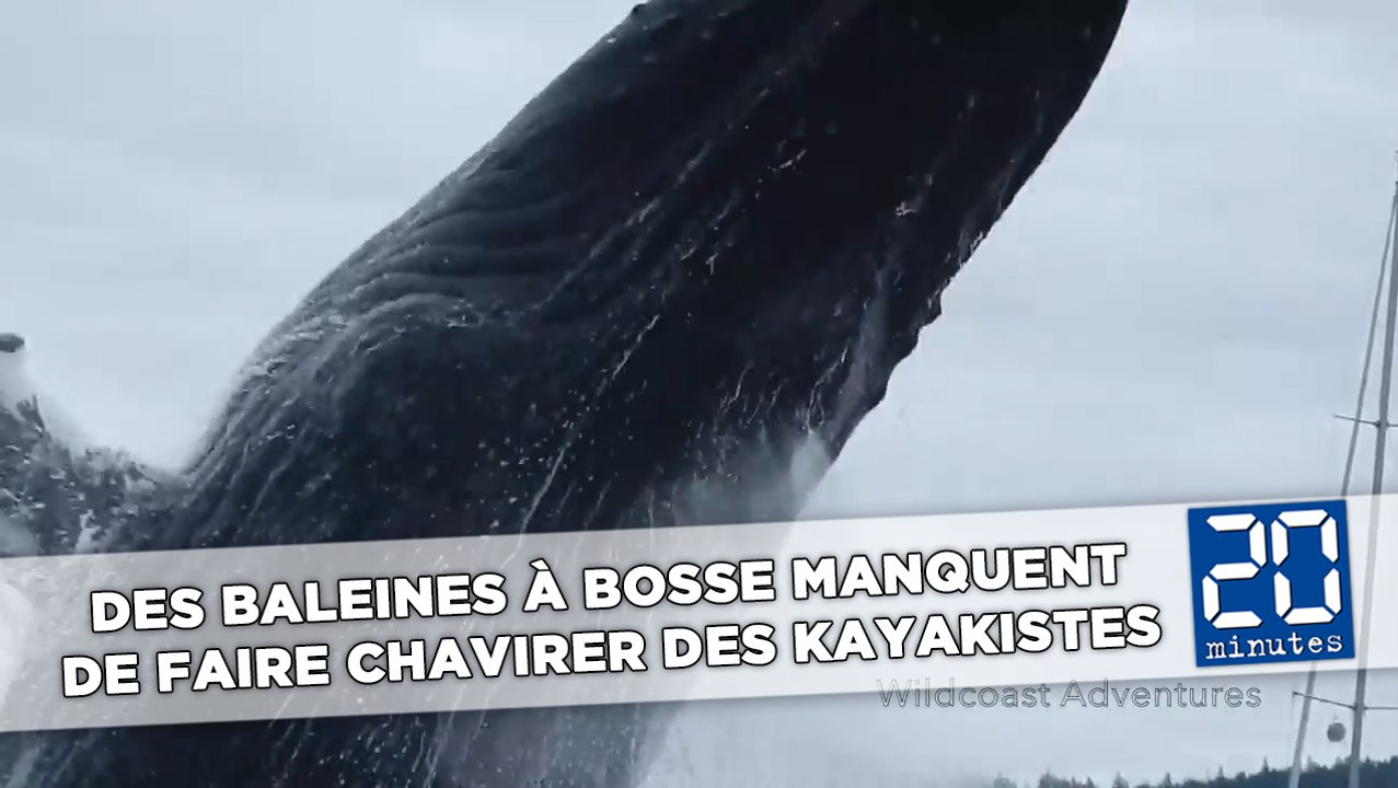 Des baleines à bosse manquent de faire chavirer des kayakistes