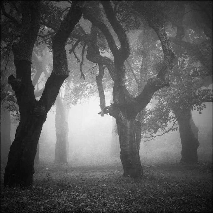 Prelude N°4 Opus 28 - Frederic Chopin