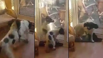 Deux chiens en plein bug après avoir percuter un baie vitrée