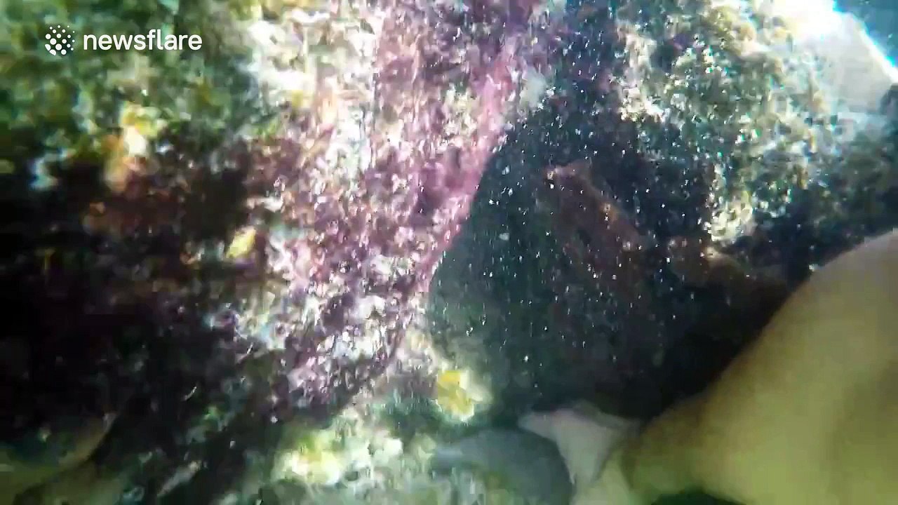 Snorkeller catches sharks with his bare hands