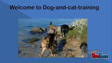 Best Dog Training Courses in USA