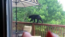 Cet ourson s’invite sur la terrasse d’une maison et vole la nourriture pour oiseaux