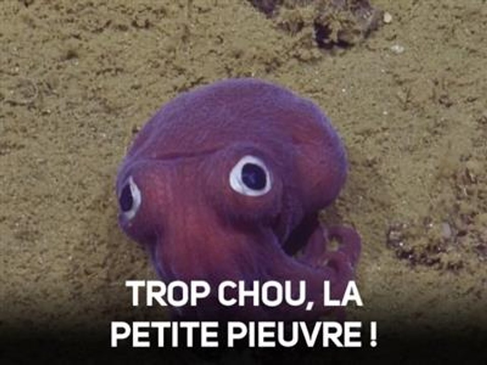 Cette pieuvre fluo ressemble à un jouet rigolo !