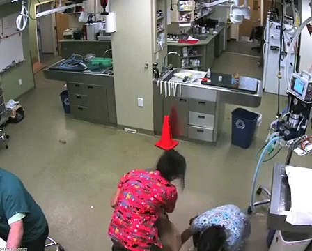 Un gros chien donne du fil à retorde à des vétérinaires