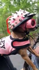 Le chien le plus swag ou le plus ridicule du monde