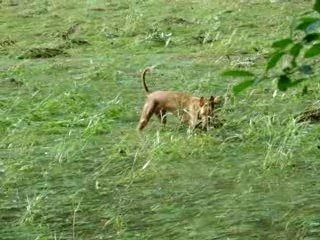 Anthares Cassias Tal Sannat - Jantar (2006)