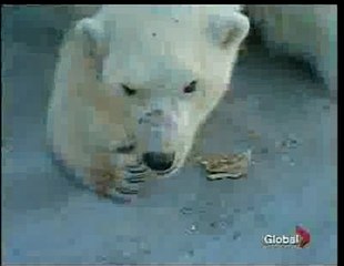 アシニボイン公園動物園のデビー死す (Nov.19 2008)