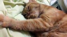 Il gatto che si succhia la zampa mentre dorme