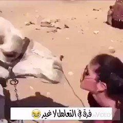 girl kissed by horse