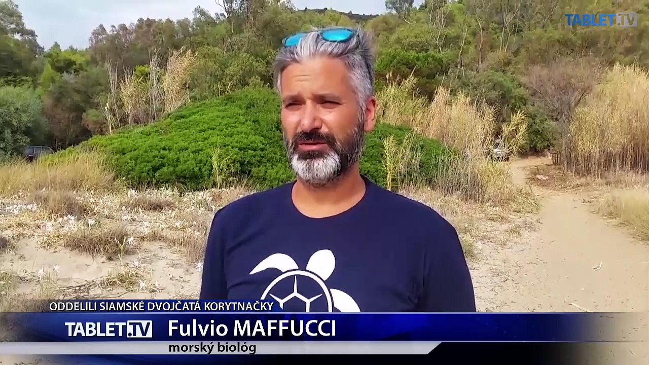 Biológovia zachránili silnejšiu z korytnačích siamských dvojčiat