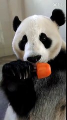 Un adorable panda mange une glace
