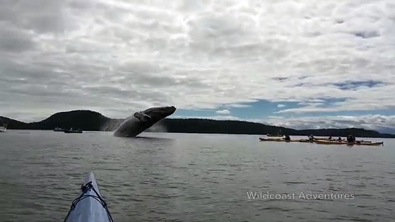 Quand une baleine et son baleineau sautent au milieu des kayakistes !
