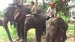 DVBYV - Asain elephants situation in Burma