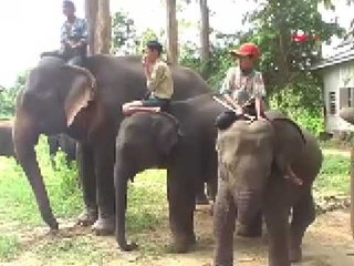 Скачать видео: DVBYV - Asain elephants situation in Burma