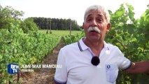 Pas de pénurie pour les vins de Loire malgré le gel et les champignons parasites
