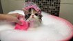 Un adorable chat prend un bain moussant