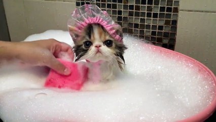 Un adorable chat prend un bain moussant