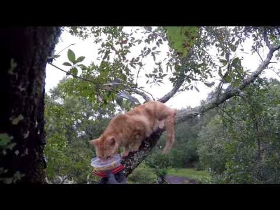 Cat Rescue Guy Saves Traumatized Kitty From Tree