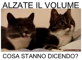 Un' interessante conversazione tra gatti