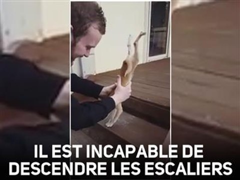 Quelle façon étrange de descendre les escaliers !