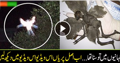 Real-Life-Fairy-Caught-on-Camera