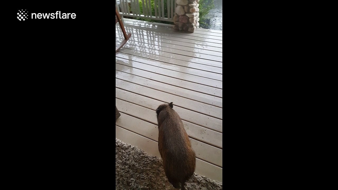 A pig 'singing in the rain'