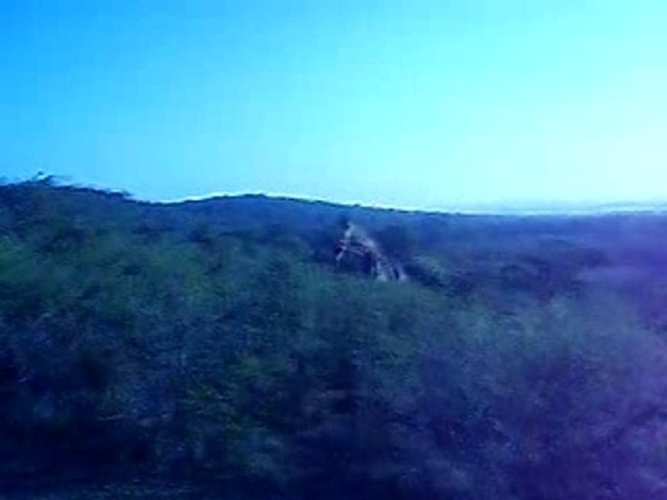 Ma 1ère rencontre avec des girafes