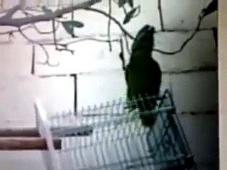 Subhan Allah!! Check The Beautiful Recitation Of The Holy Quran By A Cute Parrot
