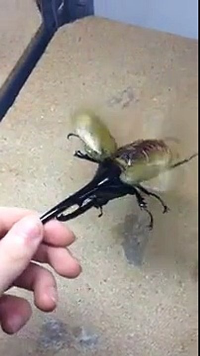 It seems like many a cockroach. You never imagine what it does when touched